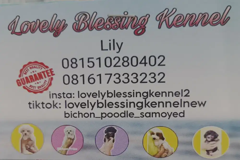 Dijual anjing poodle, yorkie, bichon frise