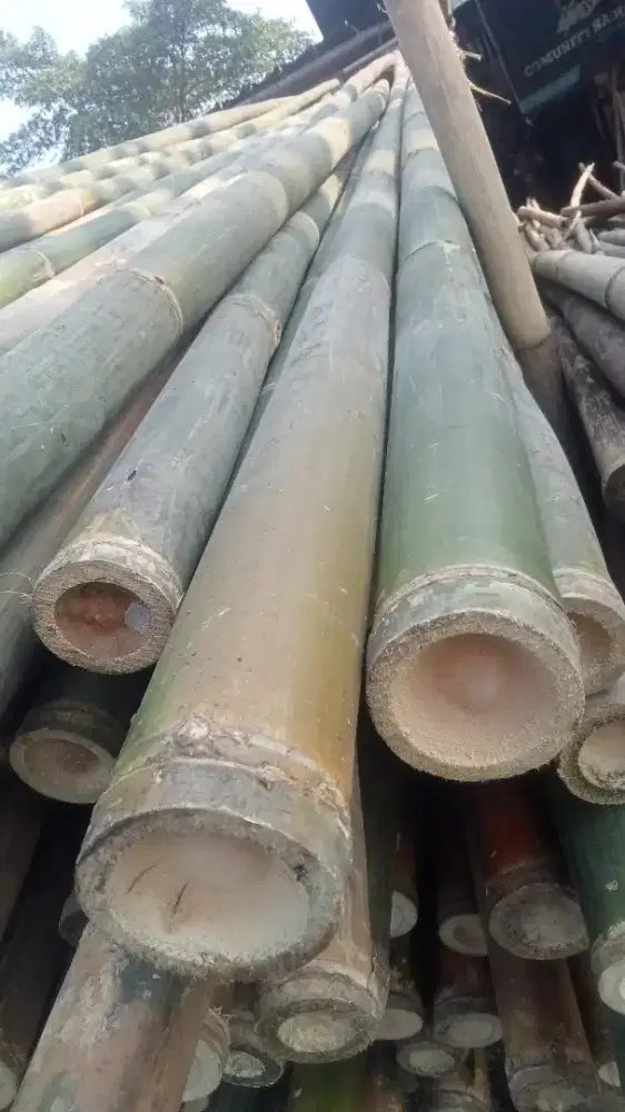 jual bambu untuk proyek