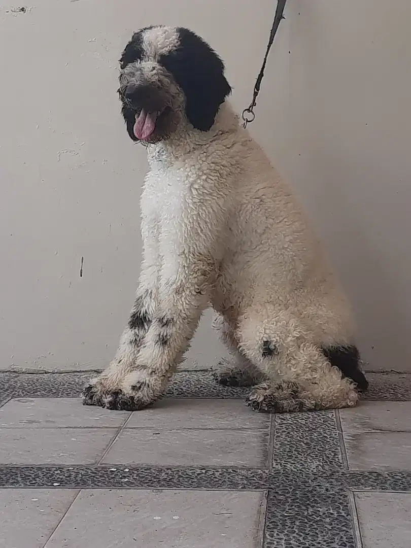 Anjing Giant Poodle ( Indukan )