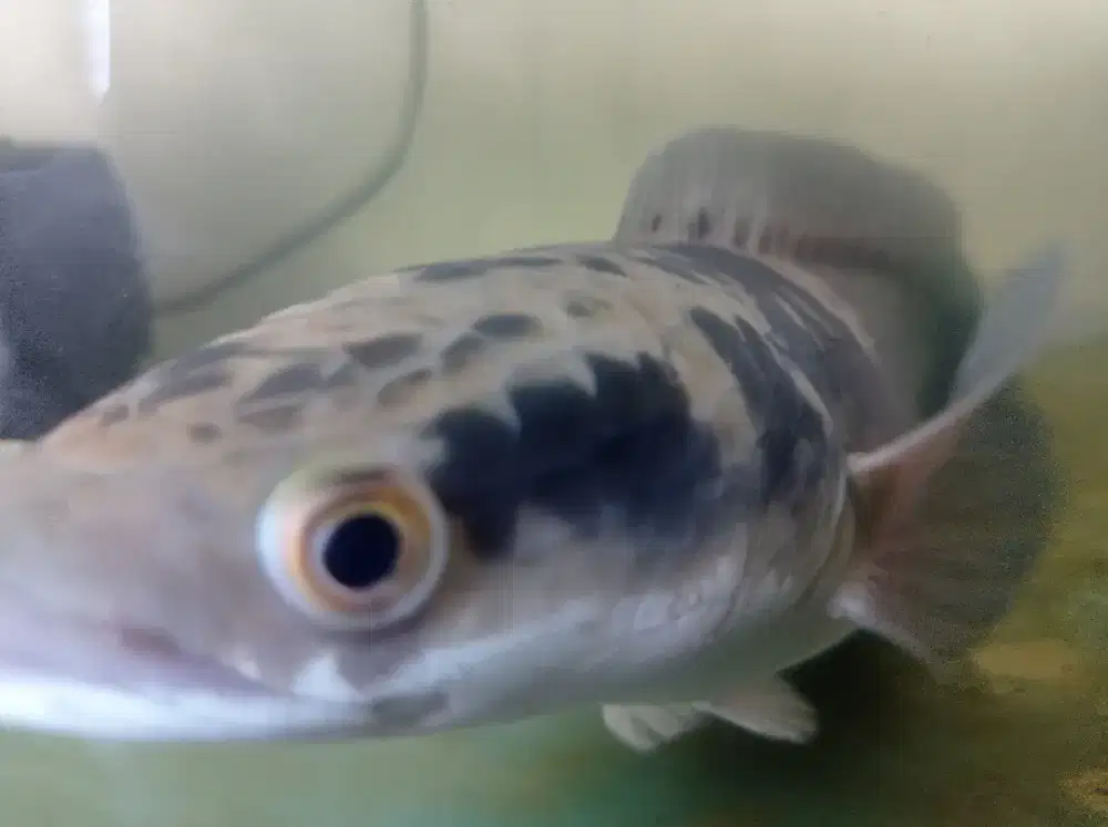 ikan chana yamaru yellow