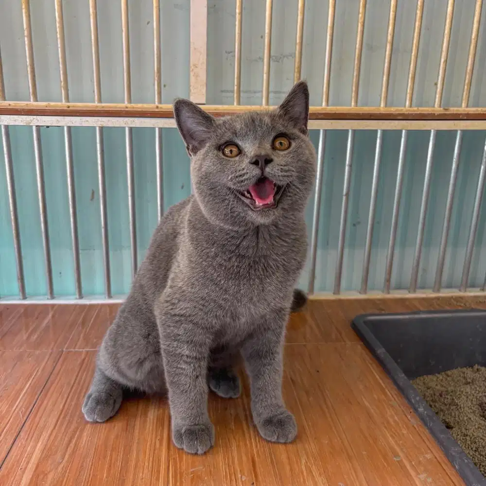 Adopsi kucing bsh scottish adopt kucing bsh