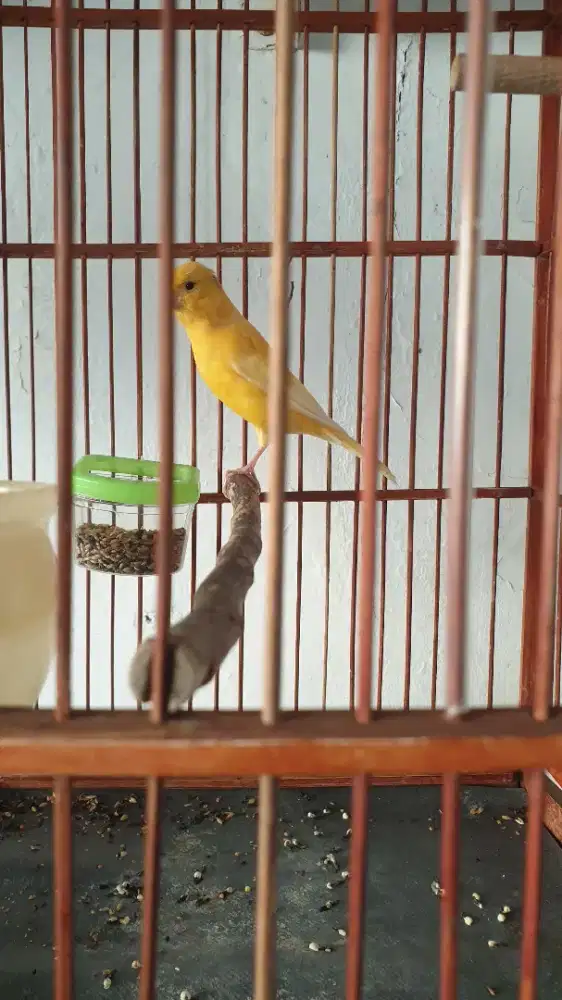 Kenari loper Cerah Betina