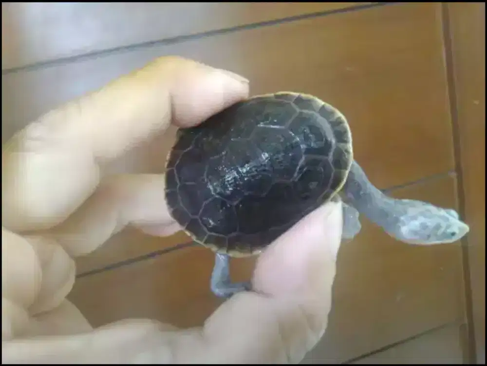 Kura kura Unik Cakep