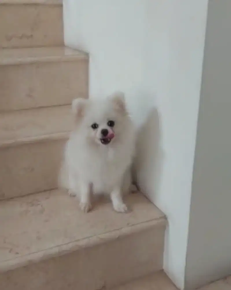 SUPER MINIPOM / POMERANIAN BULU KAPAS