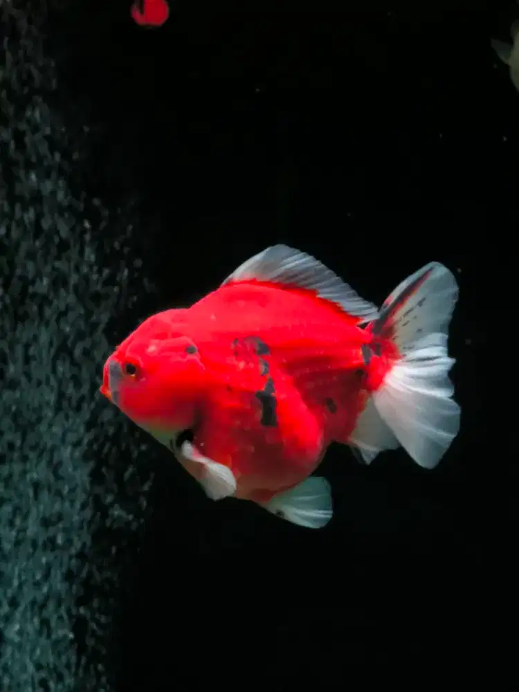 Ikan mas koki oranda jumbo fancy