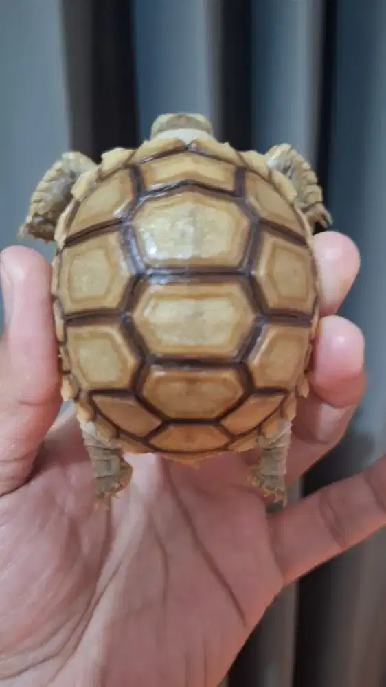 Sulcata Dotless Thinline High dome