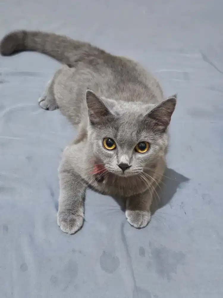 Kucing bsh betina usia 6bln