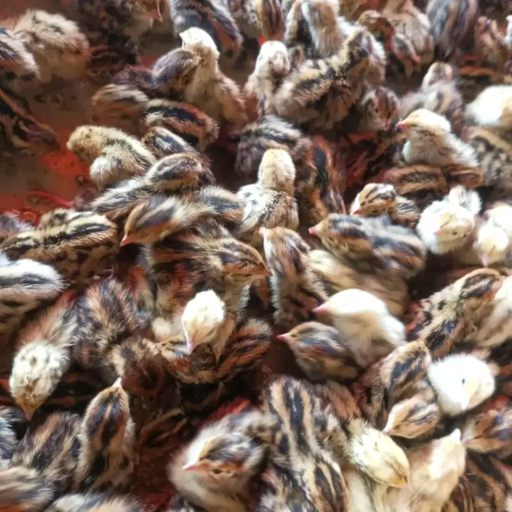 Puyuh Kecil - DOQ - Puyuh Anakan - Bibit Puyuh