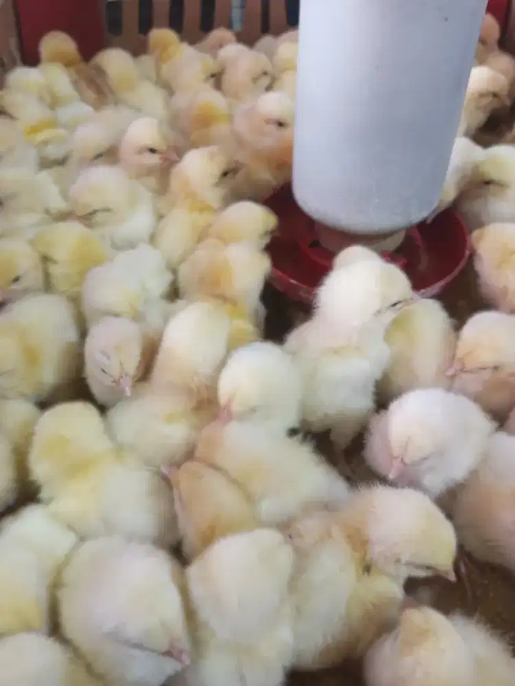 Ayam negeri jantan - doc jantan - bibit ayam jantan