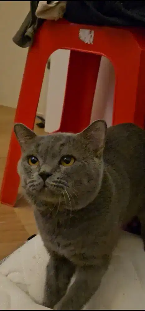 BSH BLUE SOLID JANTAN LINE IMPOR