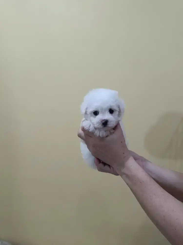 Jual Tiny Korean Face Bichon Frise Betina Cucu Import Korea