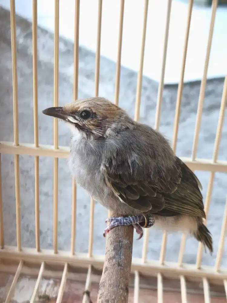 Burung cucak rowo