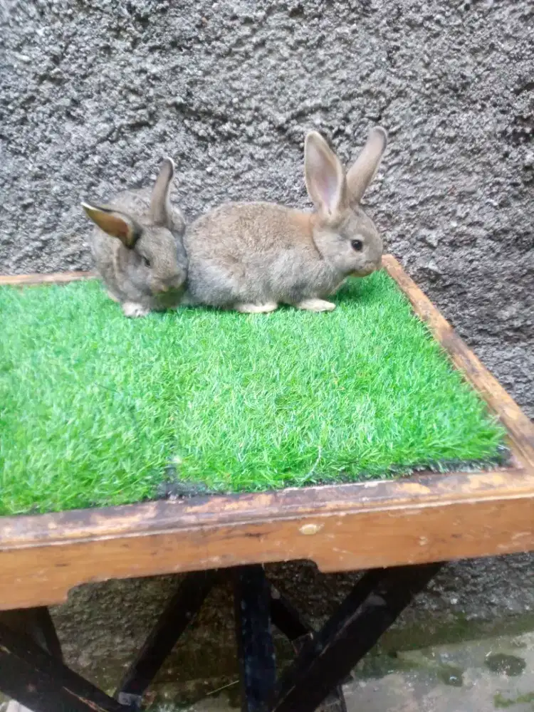 Kelinci Flemish Giant anakan