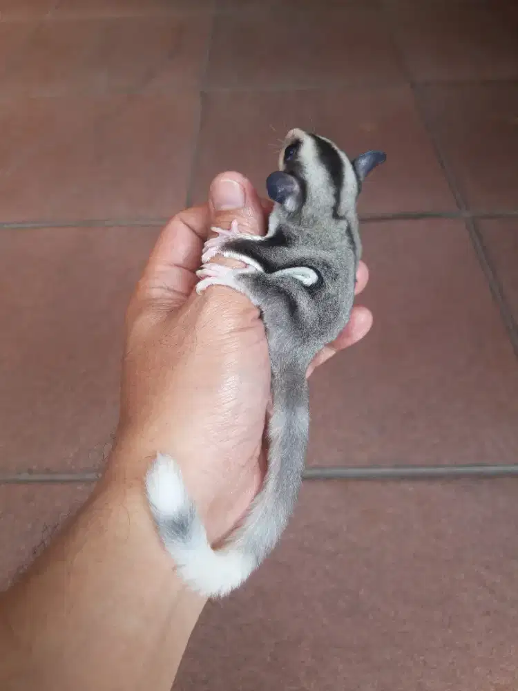Sugar glider ringtail