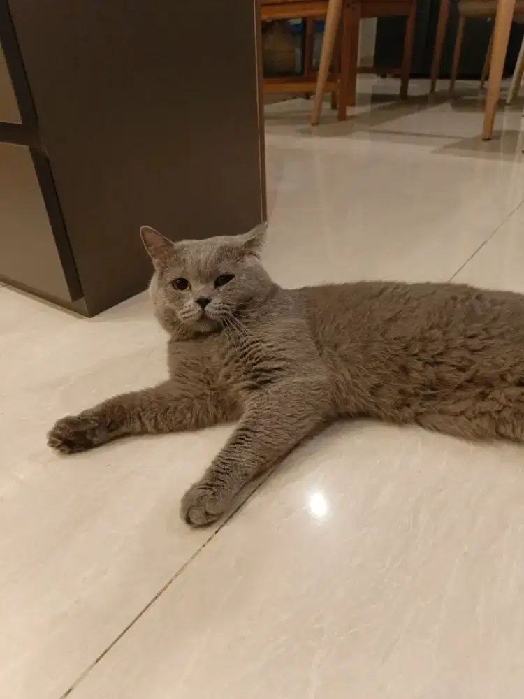 BSH British Short Hair Blue Solid