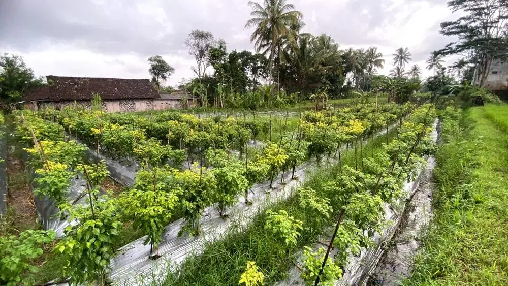 Dijual Tanah Akses Mudah