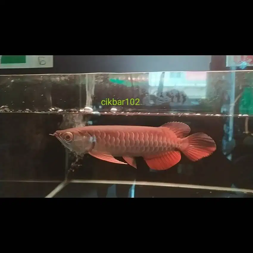 ikan arwana golden red arowana super red