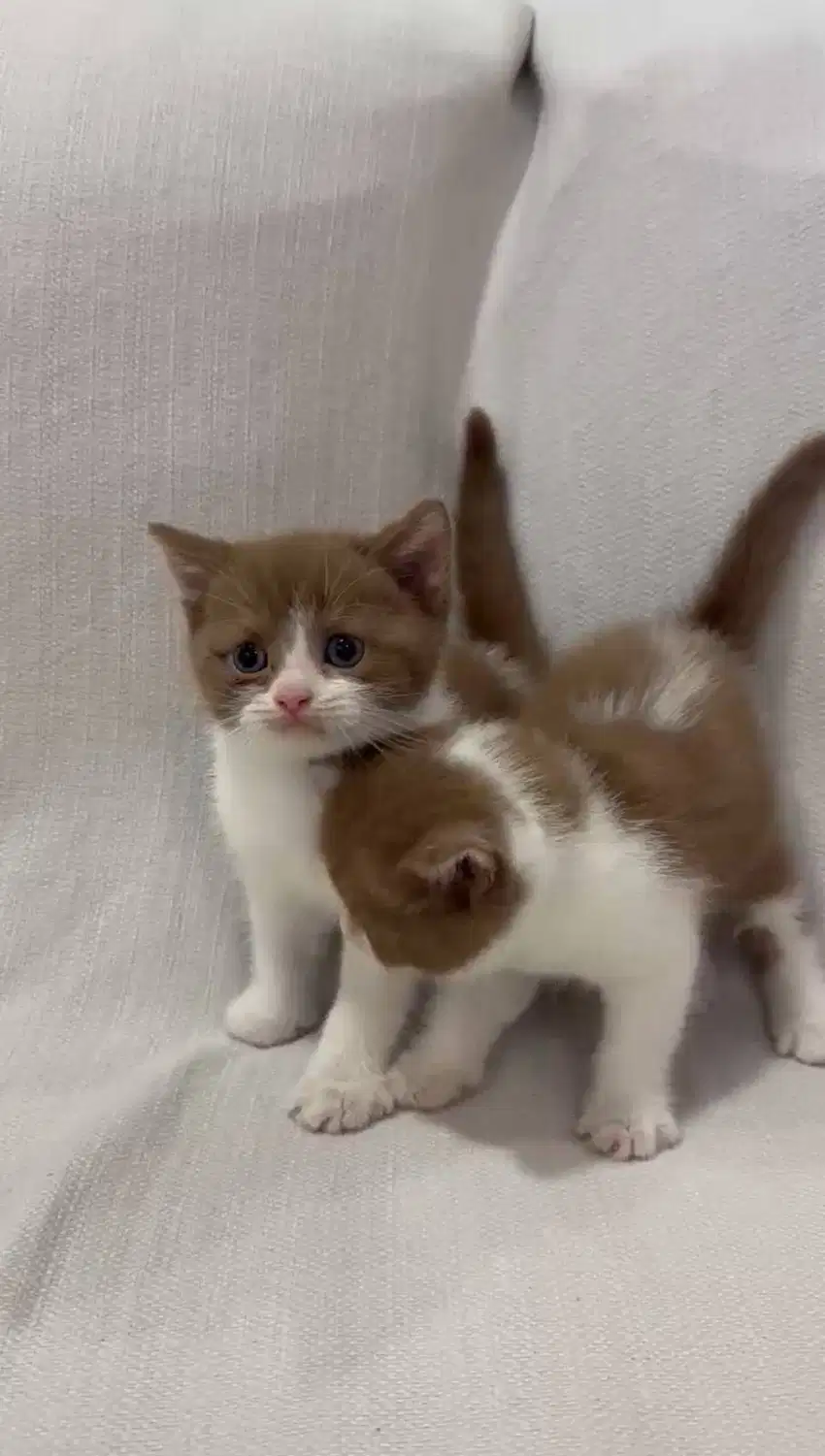 KUCING BSH CINNAMON