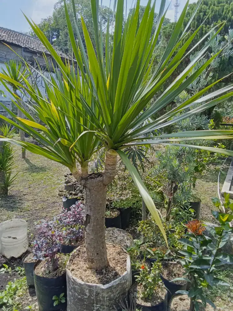 Tanaman palem/pandan bali