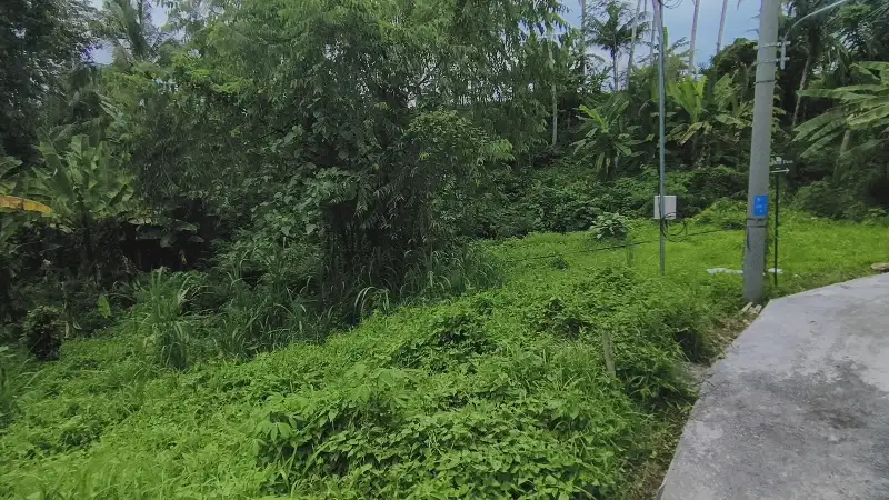 Di jual tanah los sungai dan junglePejeng