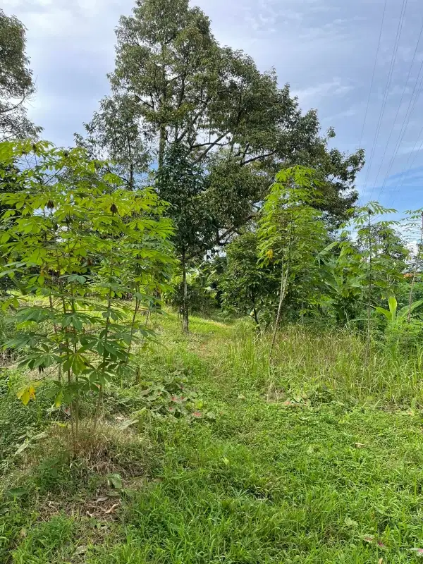 Dijual Tanah Kebun cocok untuk Villa atau Berkebun luas 2 ha