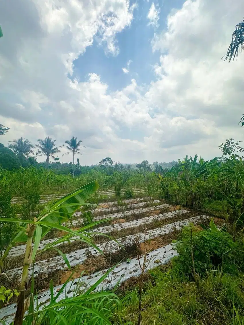 DIJUAL TANAH 33 ARE DI UBUD
