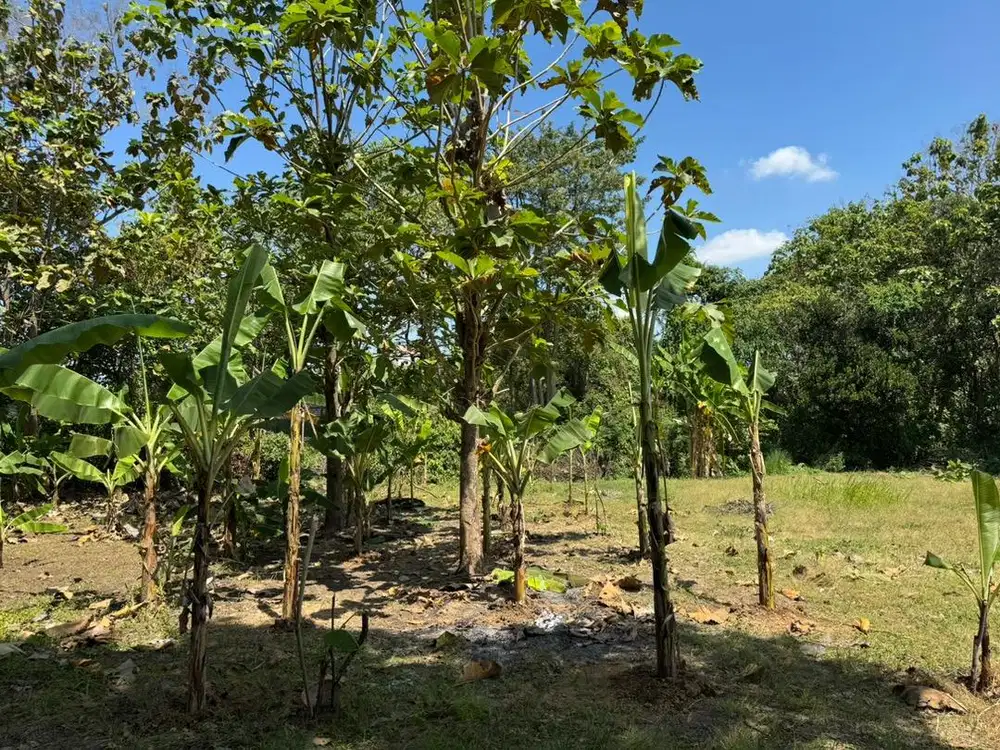 DIJUAL TANAH STRATEGIS NOL JALAN RAYA GADINGWATU