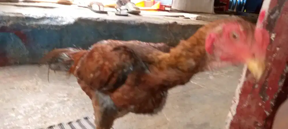 Jual ayam Bangkok pakoy