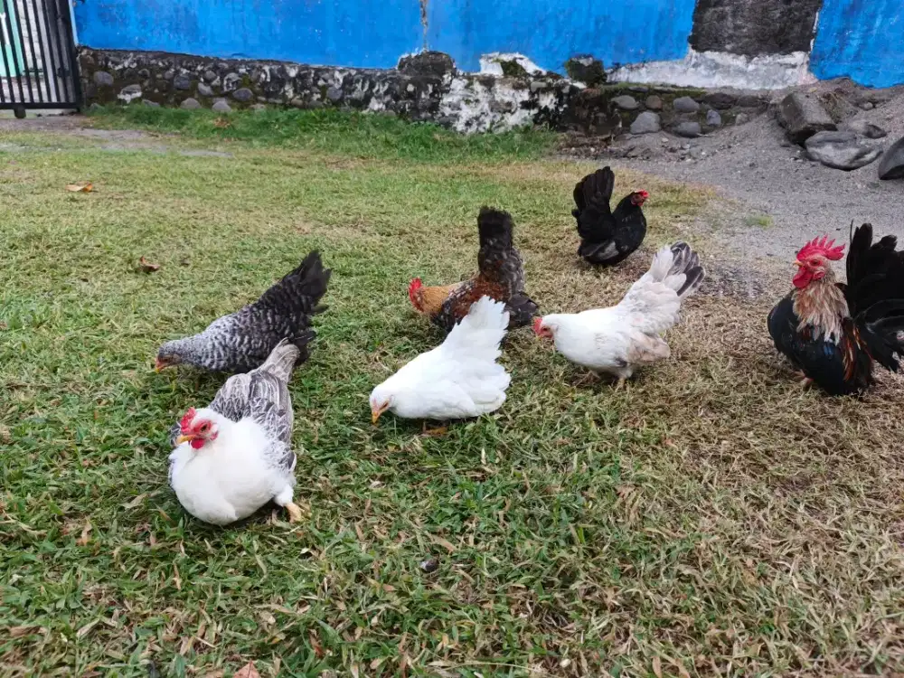 Anakan ayam kate kaki ceper dan standar