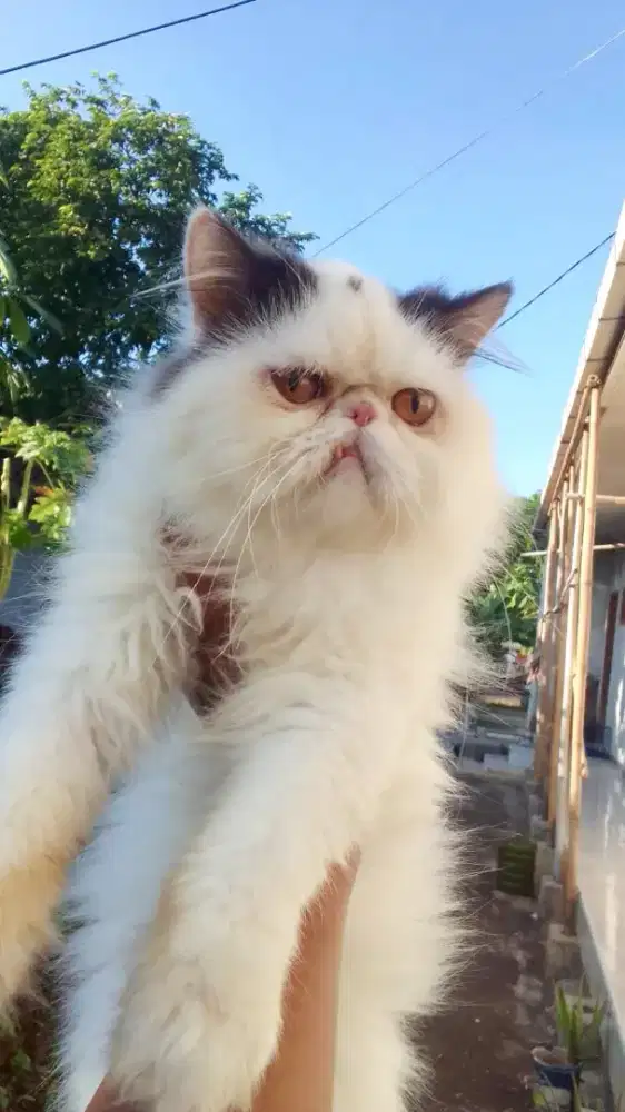 Kawin pacak kucing Persia Peaknose