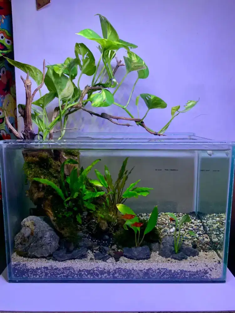 Aquarium AQUASCAPE Tema Akar Bonggol Batu Truly