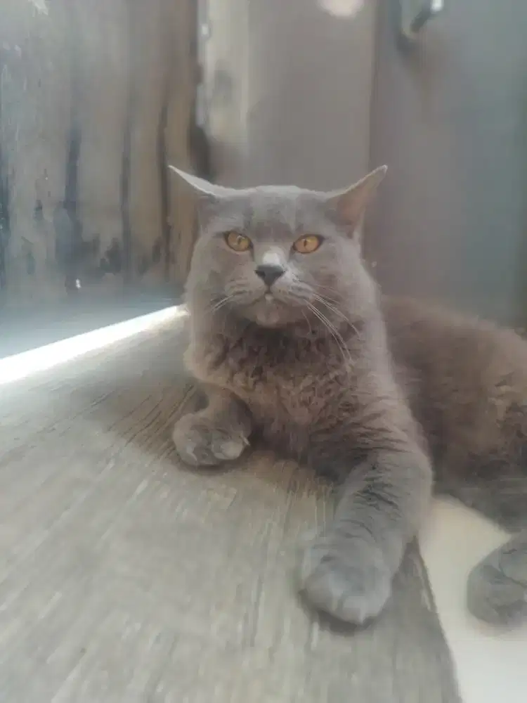 Kucing Persia Abu Abu Jantan