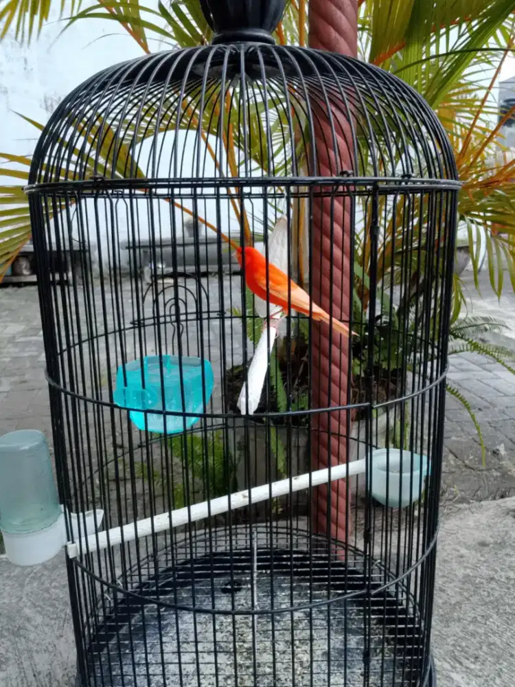 Kenari jantan merah lokal gacoran