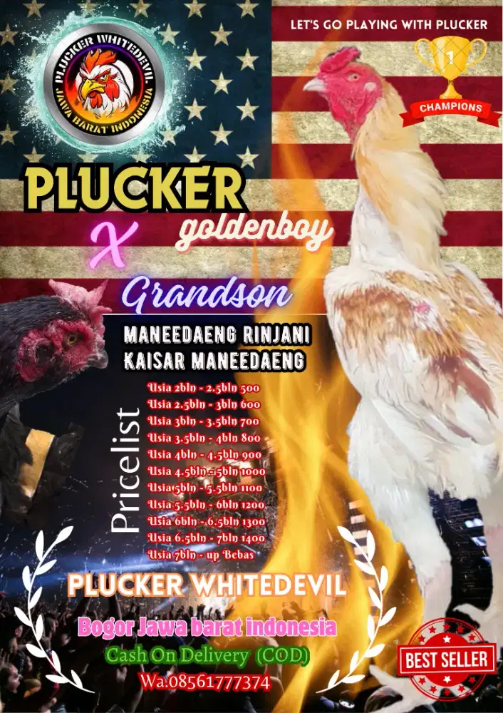 Ayam Bangkok plucker mix maneedaeng