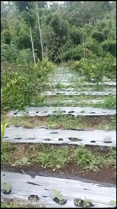 Kebun Jeruk Murah Poncokusumo Malang