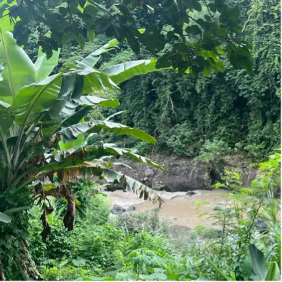Di jual tanah langsung sungai view jugle