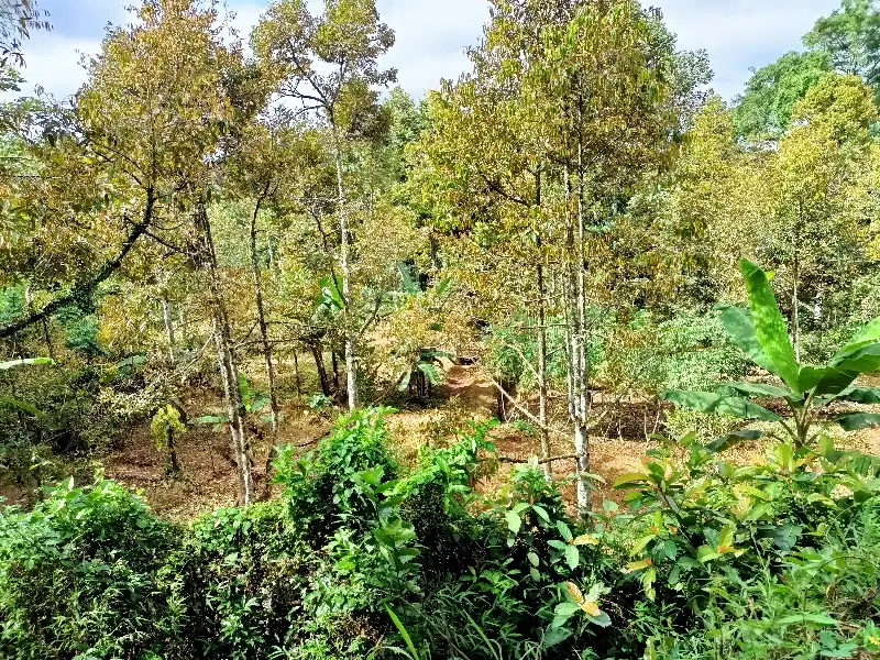 Kebun durian produktif karangpandan