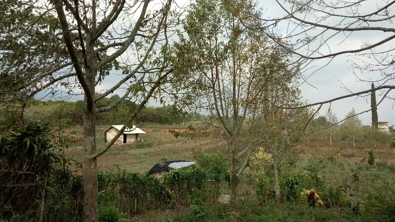 Tanah Kebun Durian Bulukerto Bumiaji Kota Batu