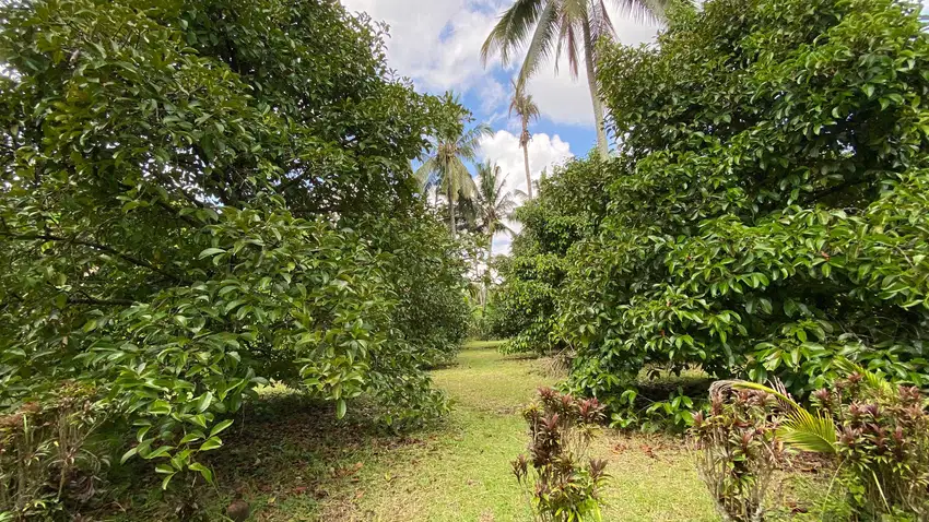 Di jual kebun manggis dan durian sangat produktif di tabanan bali