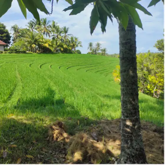 Tanah kebun view sawah dan sungai dekat pantai di tabanan