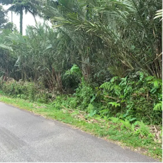 Di jual kebun salak gula view gunung dan jugle