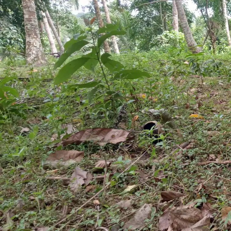 tanah kebun los sungai besar di tabanan