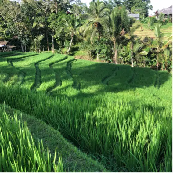 Tanah kebun view sawah dan gunung murah di tabanan