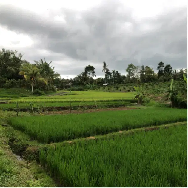 Di jual tanah view sawah dan gunung