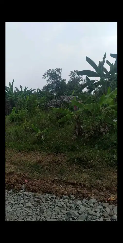 Jual Tanah Murah Tenjo Bogor
