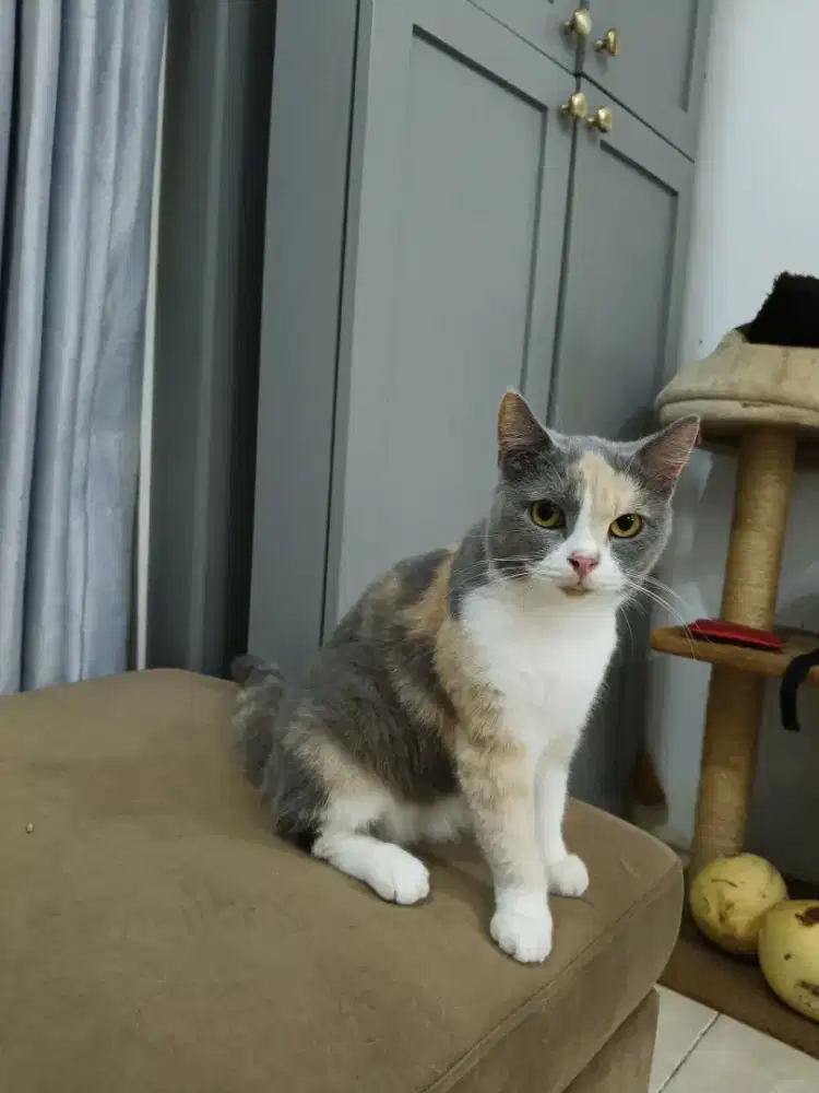 Kucing BSH calico indukan