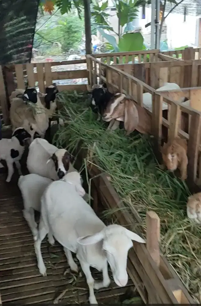 Jual Domba dan kambing, harga terjangkau