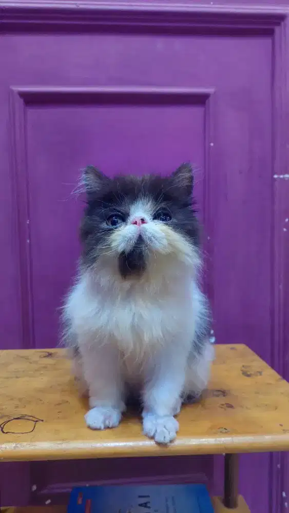 Kucing persian peaknose exotic longhair