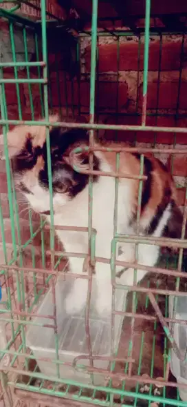 Kucing betina a Persia medium beina siap kawin treevolour bagus