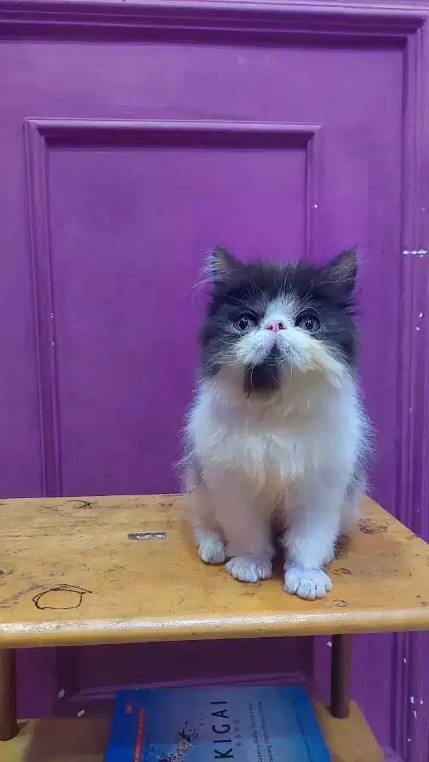 Kucing Persia peaknose super pesek longhair